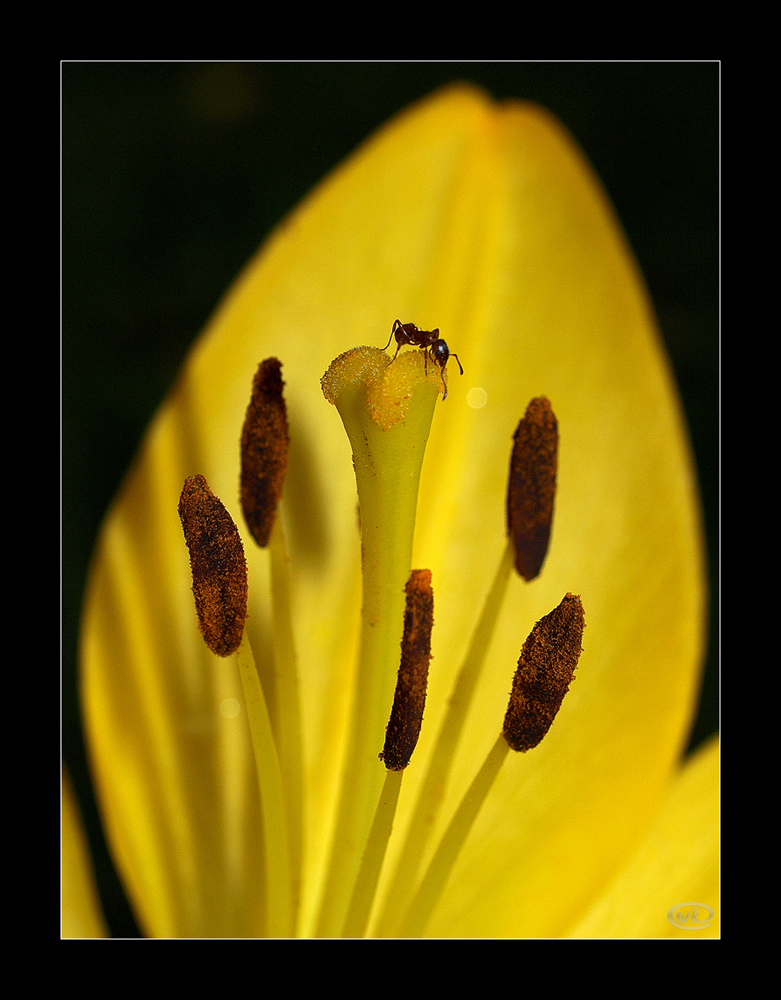 Lilie mit Besuch