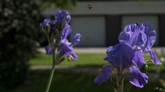 Lilie mit Biene