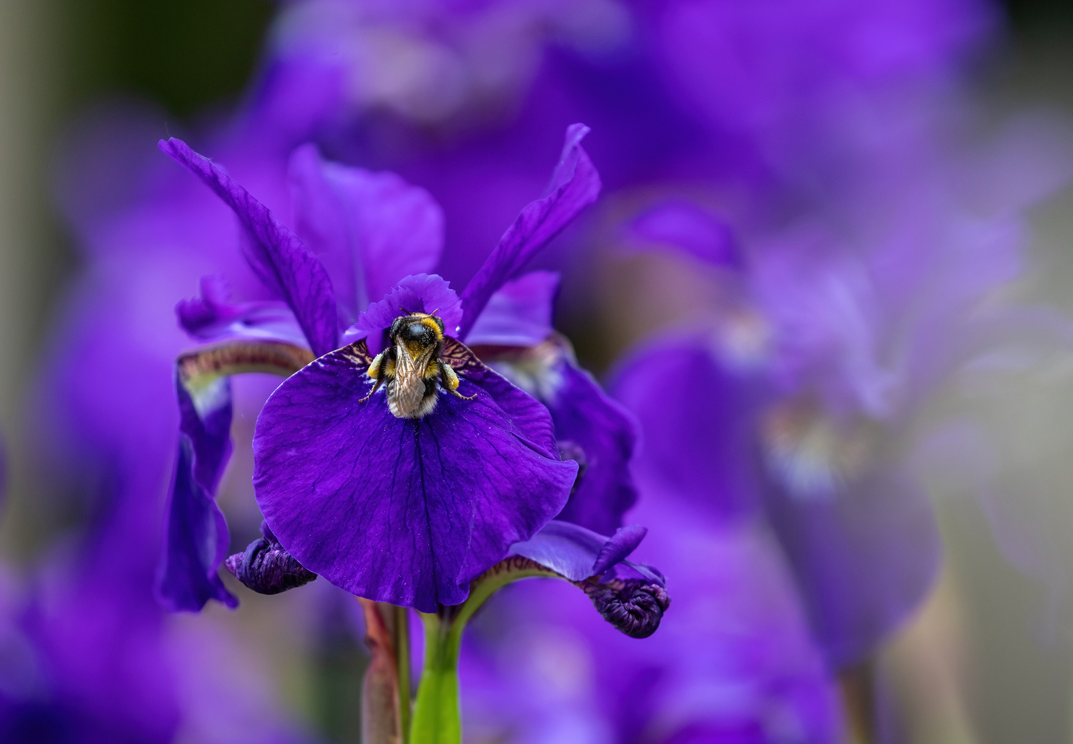 Lilie mit Hummel 