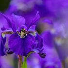Lilie mit Hummel 