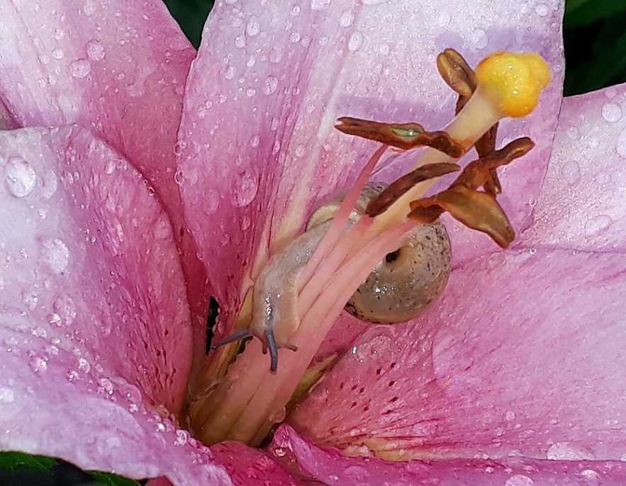 Lilie mit kleiner Schnecke