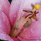 Lilie mit kleiner Schnecke