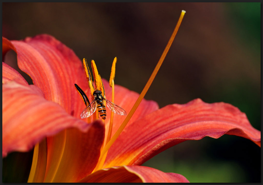 Lilie mit Schwebfliege