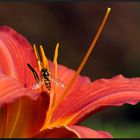 Lilie mit Schwebfliege