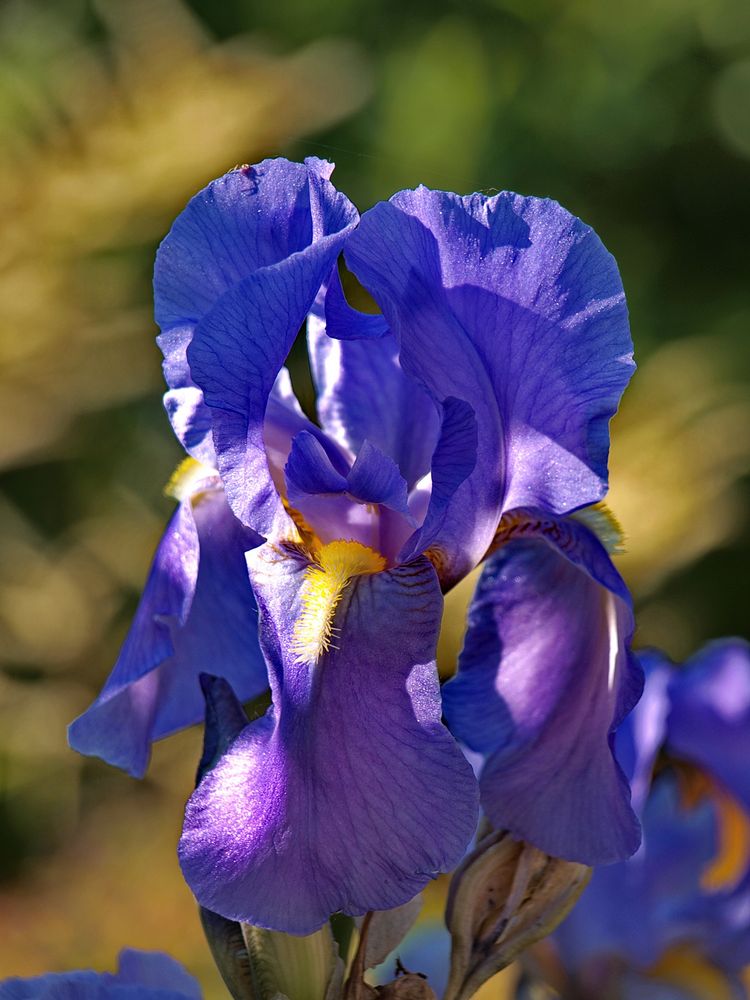 Lilie oder auch Iris versicolor