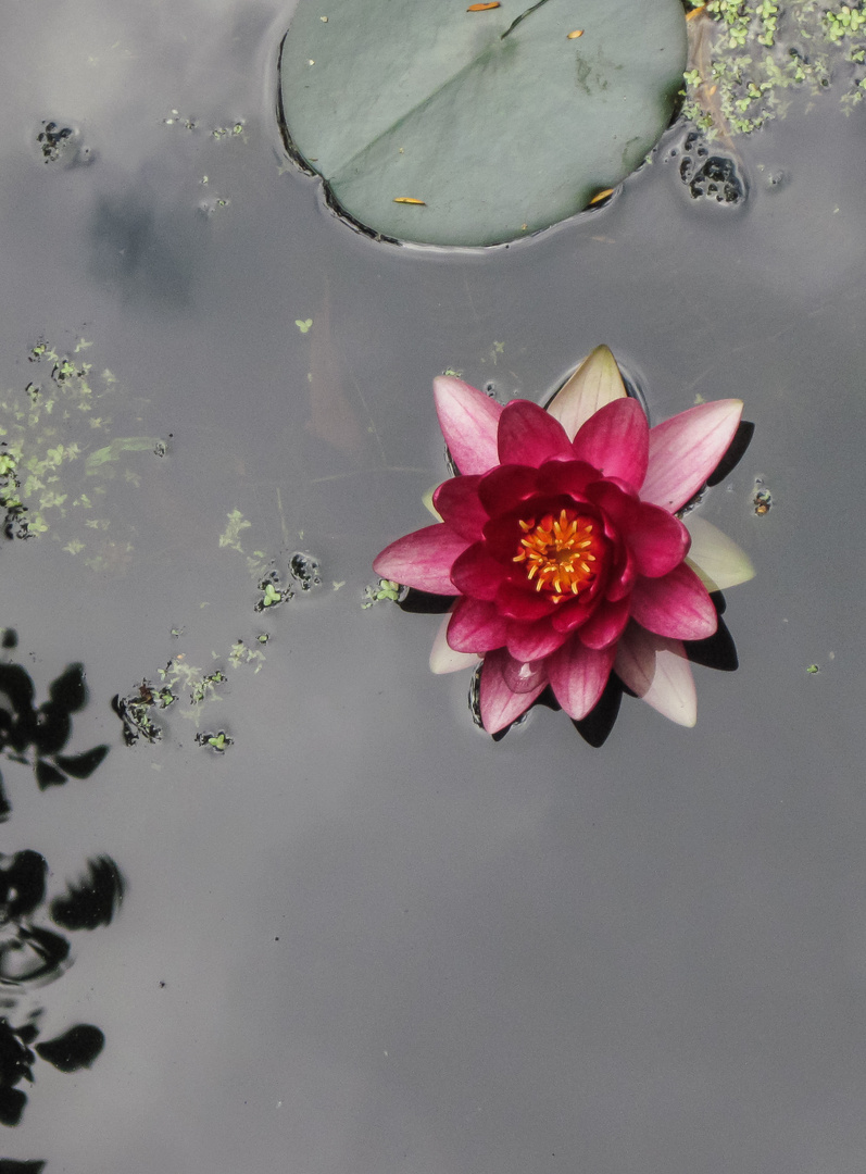 Lilie on local pond