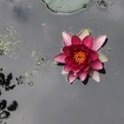 Lilie on local pond