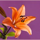 Lilie - orange auf lila