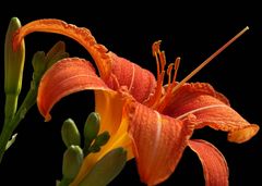 Lilie Orange