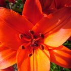 Lilie orange