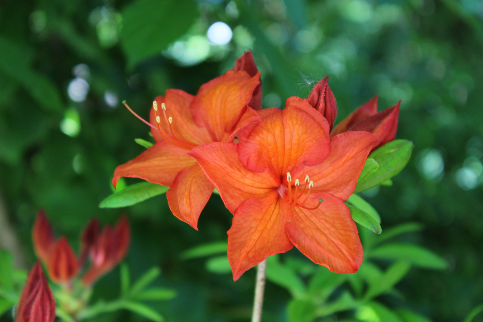 Lilie orangerot