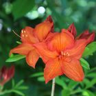 Lilie orangerot