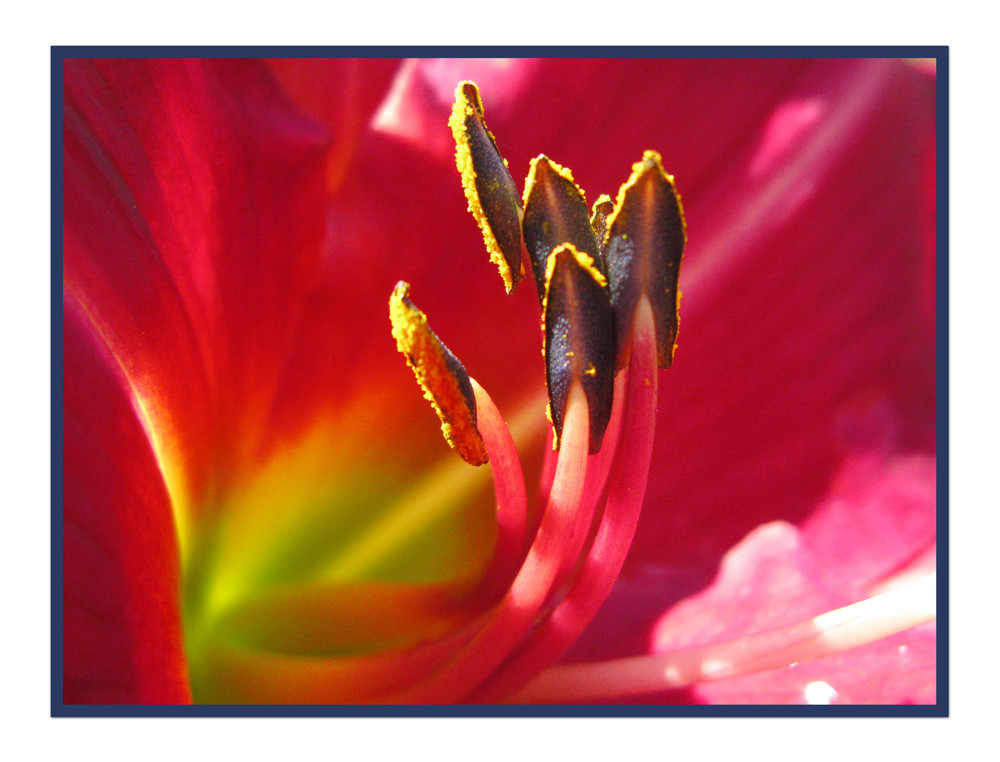 Lilie rot Foto & Bild pflanzen, pilze & flechten, blüten