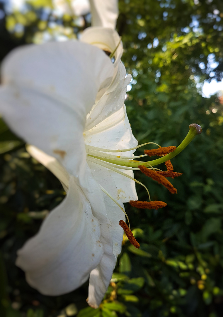 Lilie, Themengarten im Park der Gärten