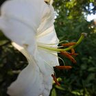 Lilie, Themengarten im Park der Gärten