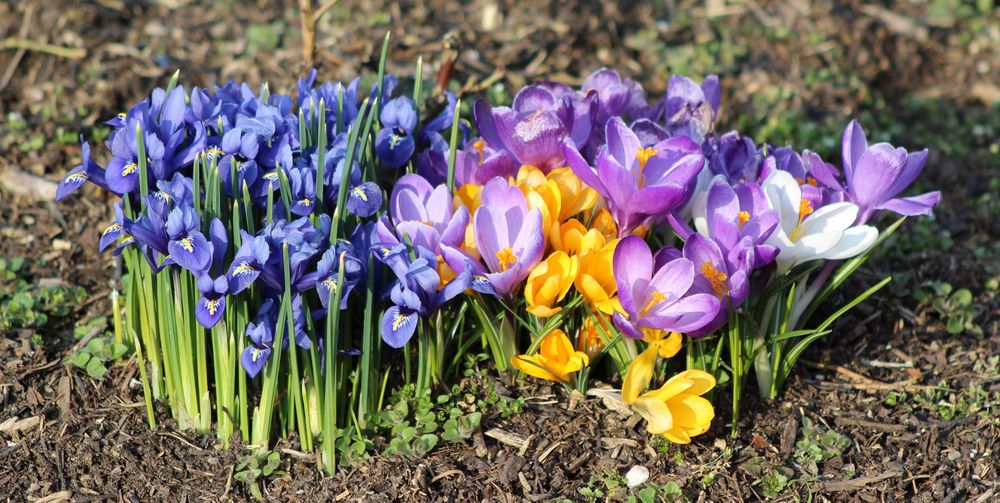 Lilie und Krokus