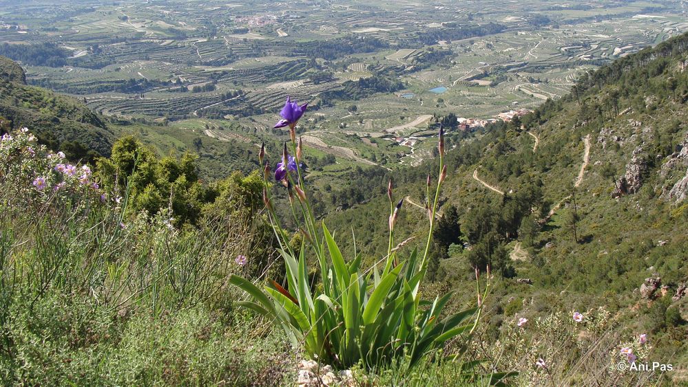 Lilie und mehr - Wanderung auf dem Benicadell - Spanien