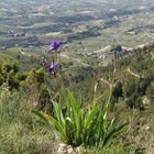 Lilie und mehr - Wanderung auf dem Benicadell - Spanien