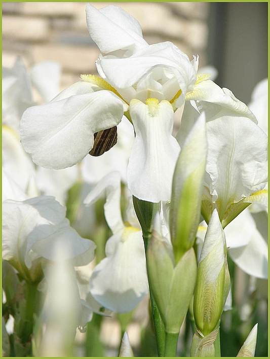 Lilie und Schnecke - Türkei im April 2008