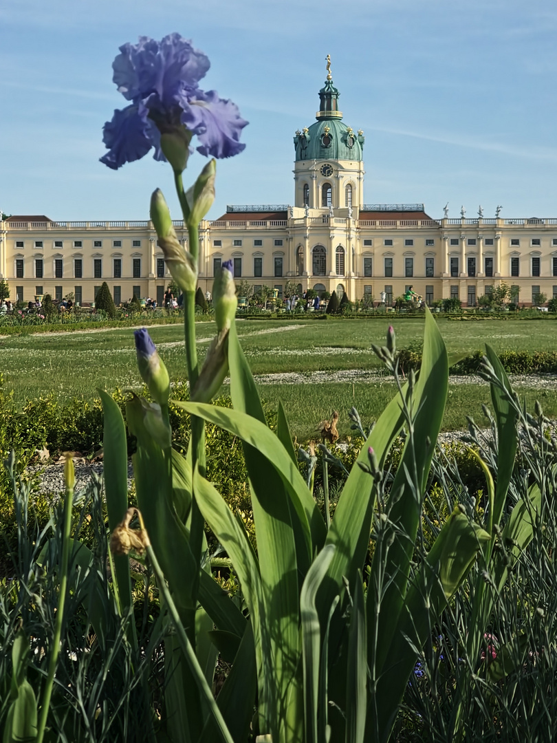 Lilie vor Schloss Charlottenburg