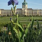 Lilie vor Schloss Charlottenburg