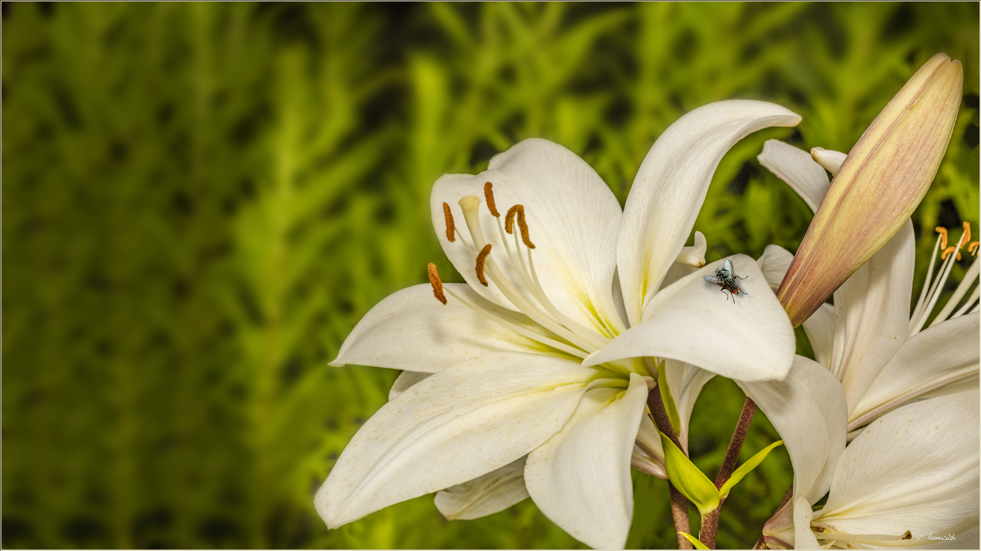 Lilie weiß Foto & Bild weiß, natur, blüte Bilder auf