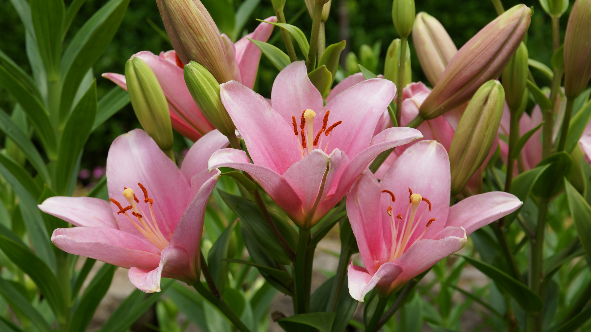 Lilien Foto & Bild pflanzen, pilze & flechten, blüten