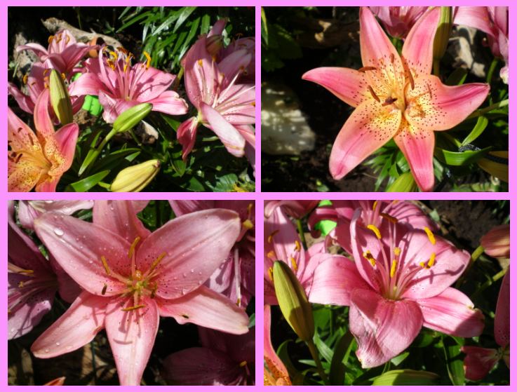 Lilien Foto & Bild pflanzen, pilze & flechten, blüten