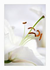 Lilien 1