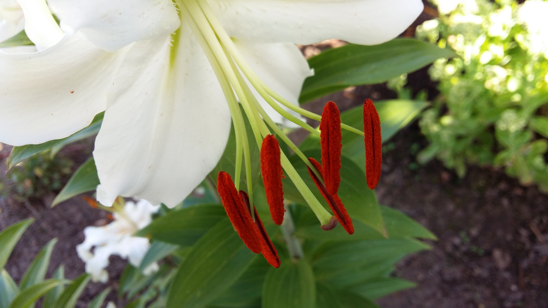 Lilien (1)