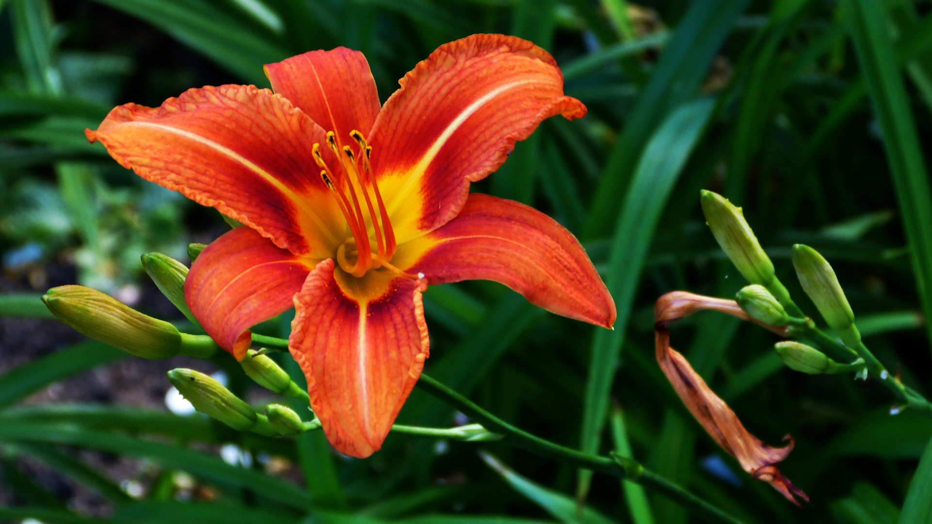 Lillien Lillien