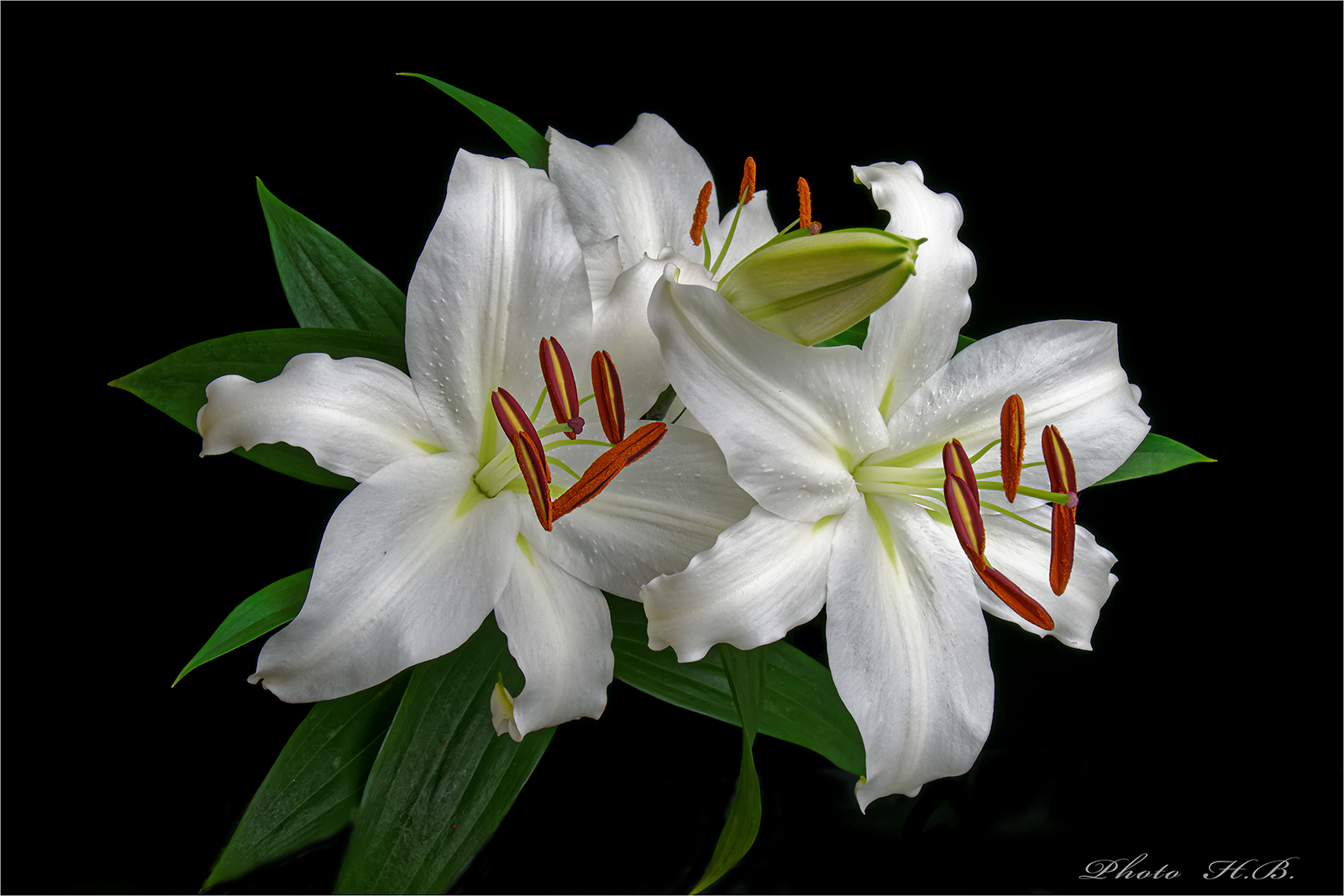 LILIEN Foto & Bild spezial, natur, pflanzen Bilder auf