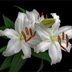 LILIEN