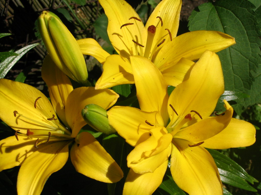 Lilien