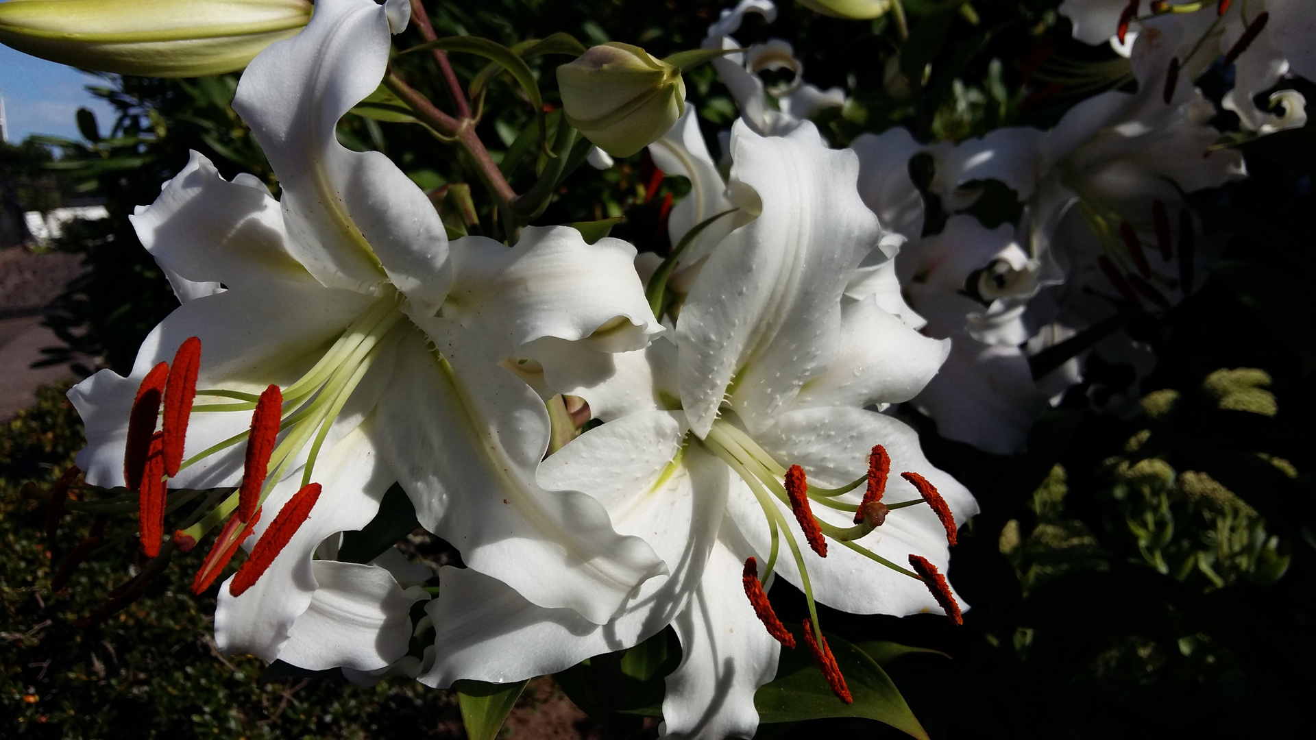 Lilien (2)