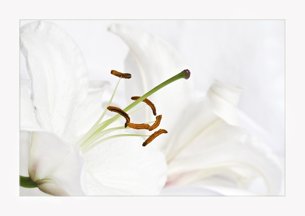 Lilien 2