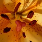 lilien 2