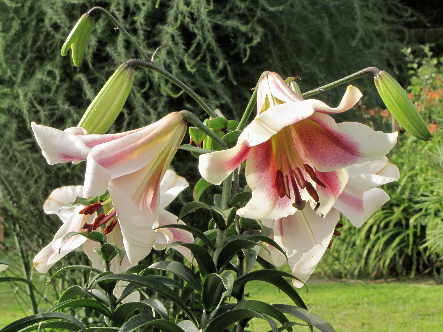 Lilien  29.07.22