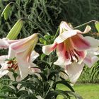 Lilien  29.07.22