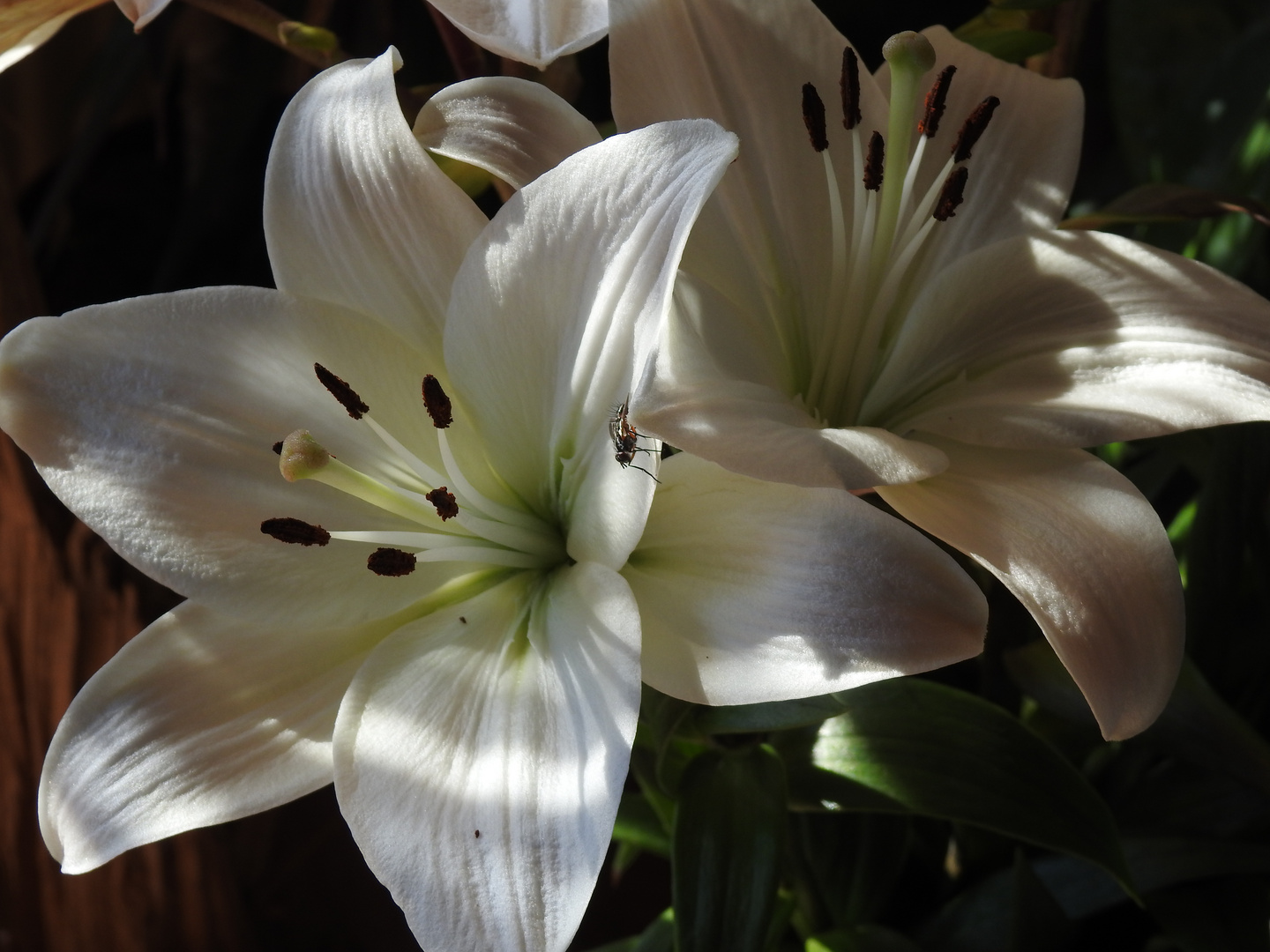 Lilien 3