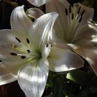 Lilien 3