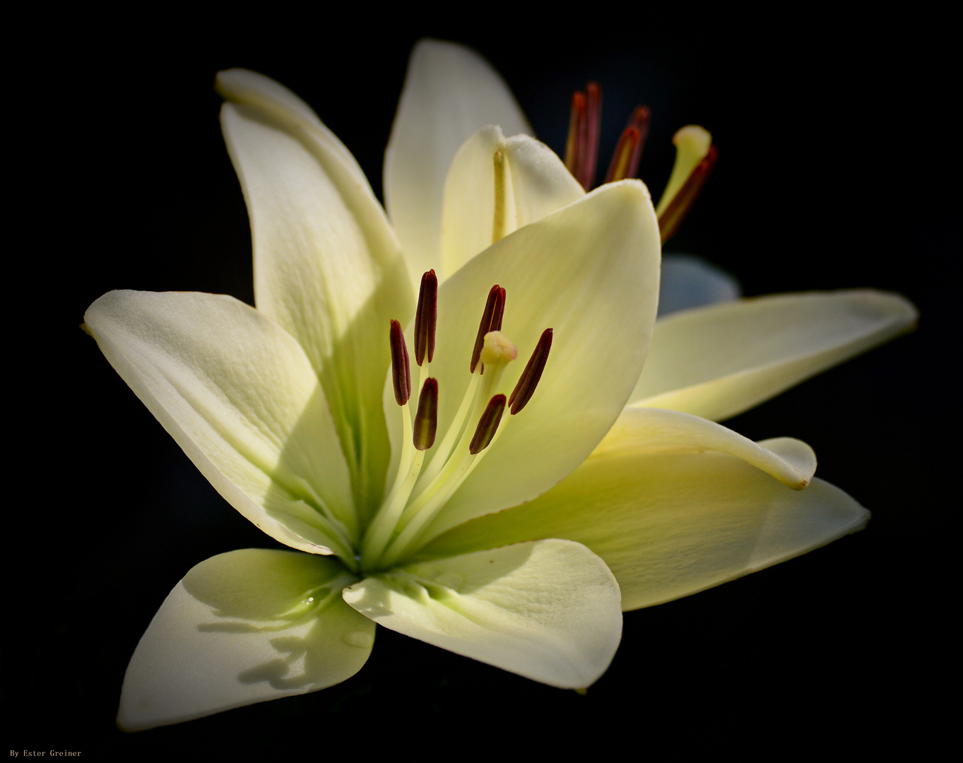 Lilien