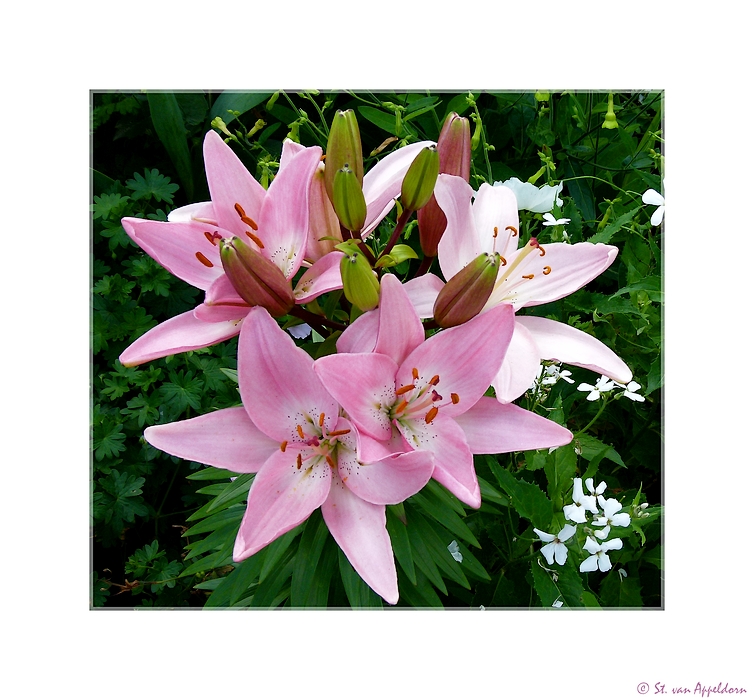 Lilien