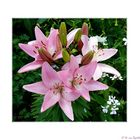 Lilien