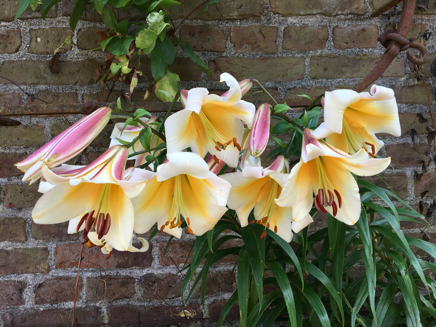 LiLien