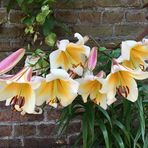 LiLien