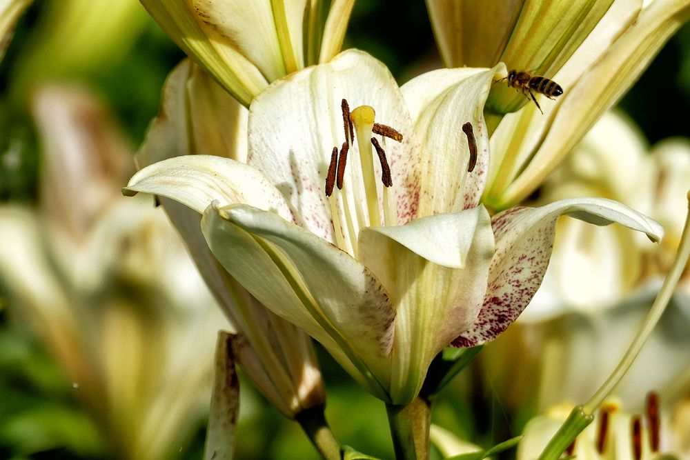 Lilien Foto & Bild lumix, natur, pflanzen Bilder auf
