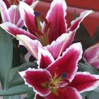 Lilien