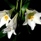 Lilien 4