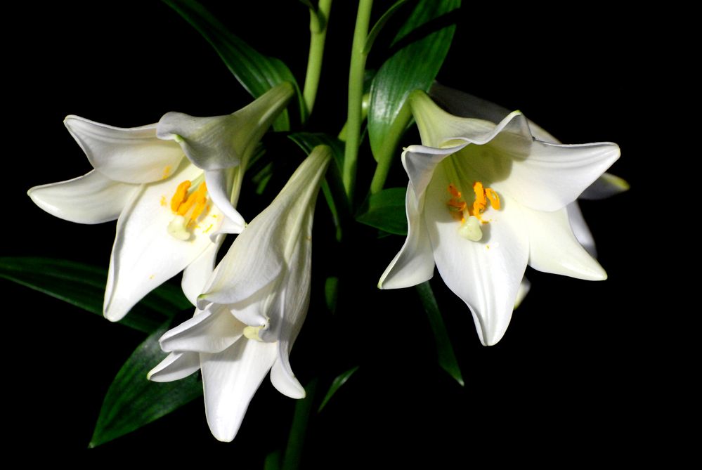 Lilien 4